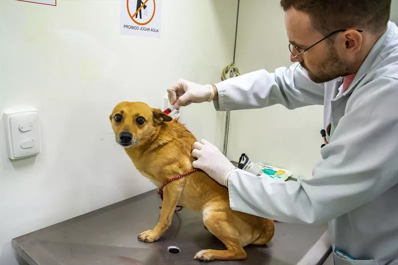 agendamentos-caes-gatos-curitiba