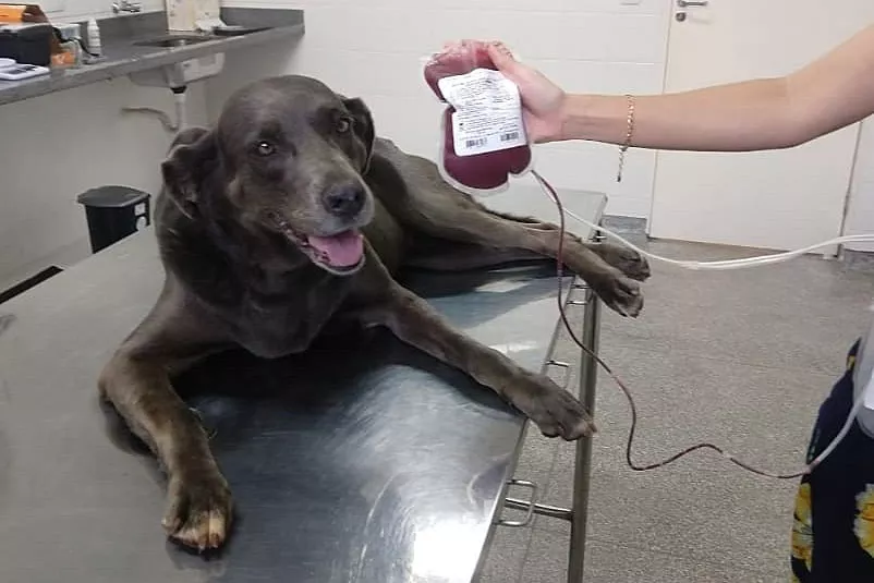 Doação de sangue canino para salvar vidas; entenda