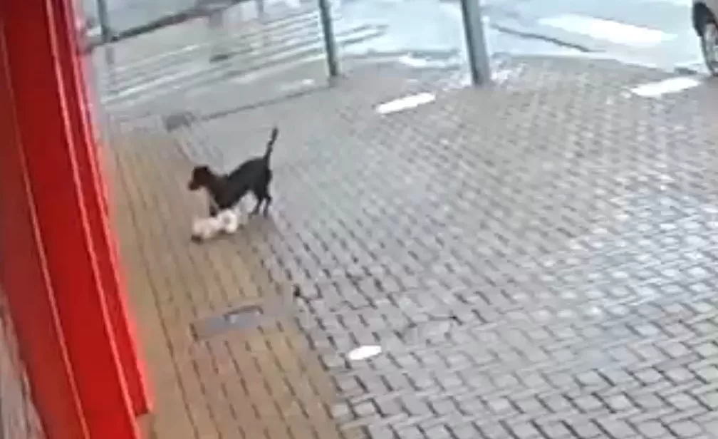 CACHORRINHO-LADRAO-FOFO