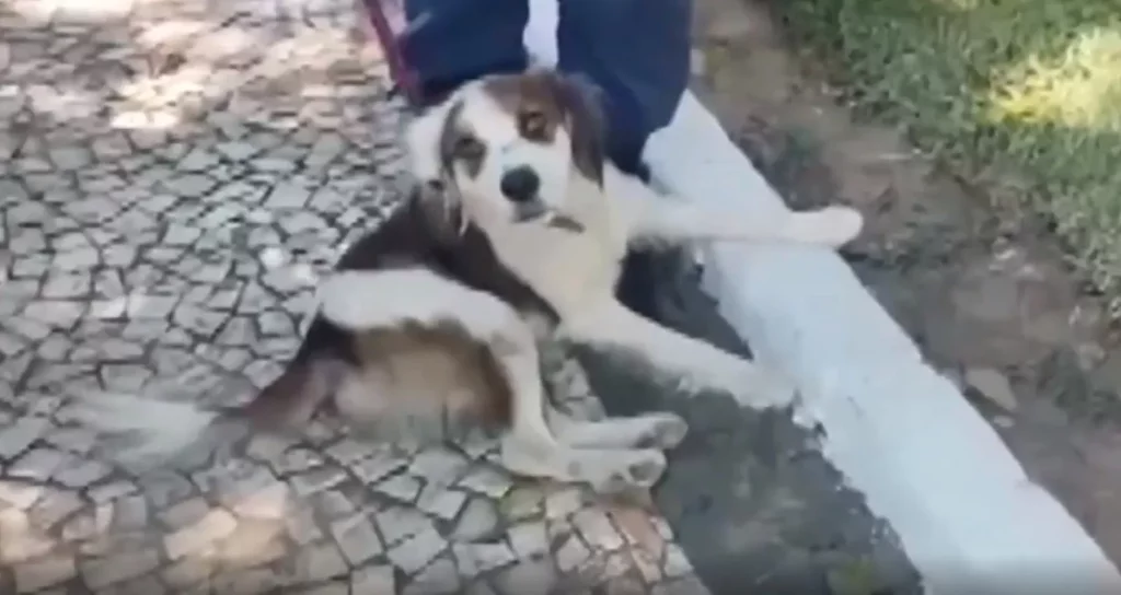 CACHORRO-BEBIDA-ALCOOLICA