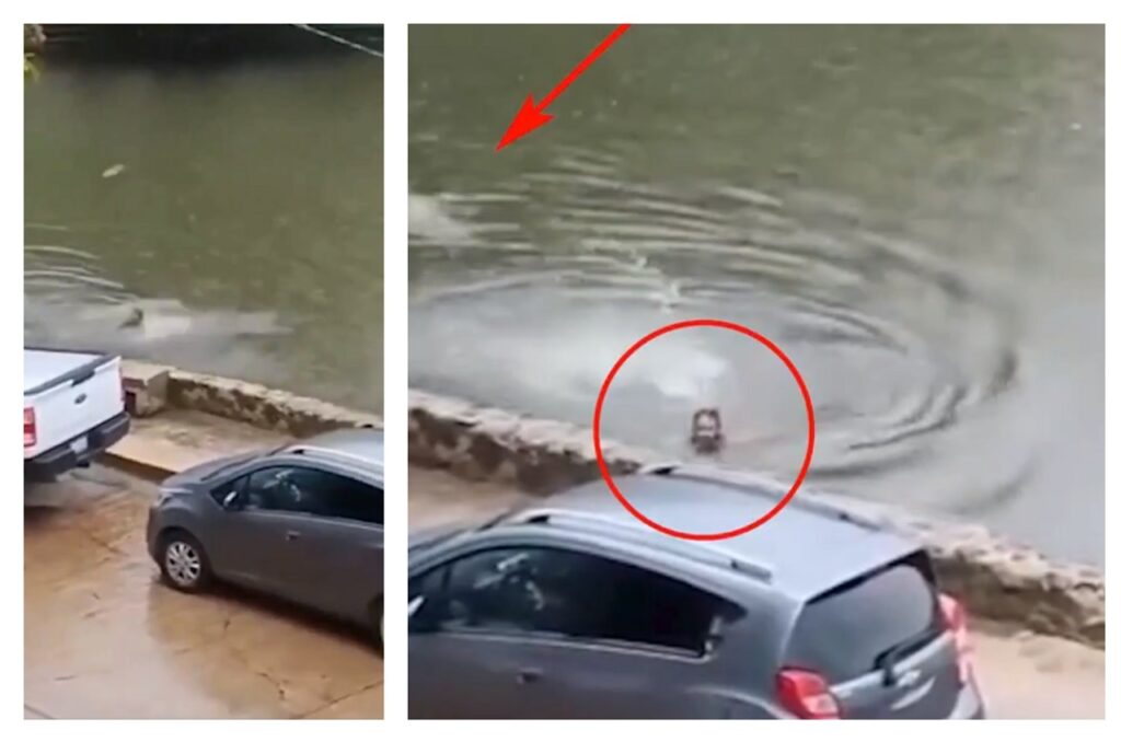 Homem-e-perseguido-por-crocodilo-enquanto-nada-em-lagoa Homem é perseguido por crocodilo enquanto nada em lagoa