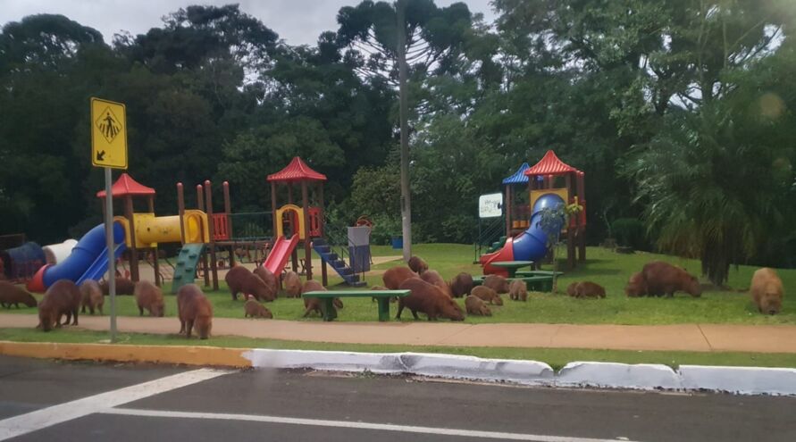 Imagem-de-capivaras-em-parquinho-viraliza-em-Apucarana
