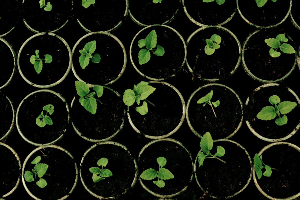 Many,Fresh,Green,Seedlings,Growing,In,Pots,With,Soil,,Top Many,Fresh,Green,Seedlings,Growing,In,Pots,With,Soil,,Top