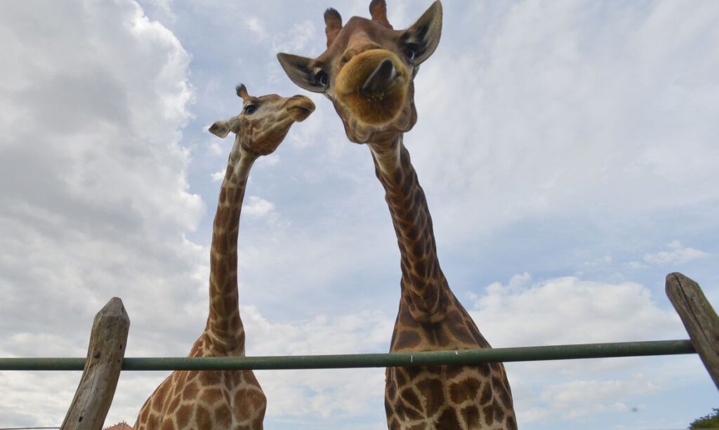 abr060513dsc_8379girafas