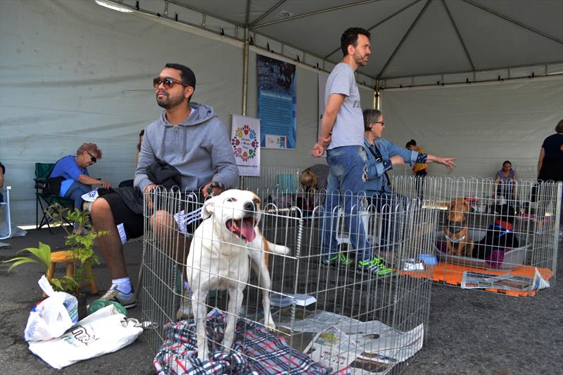 adotar-animais-curitiba