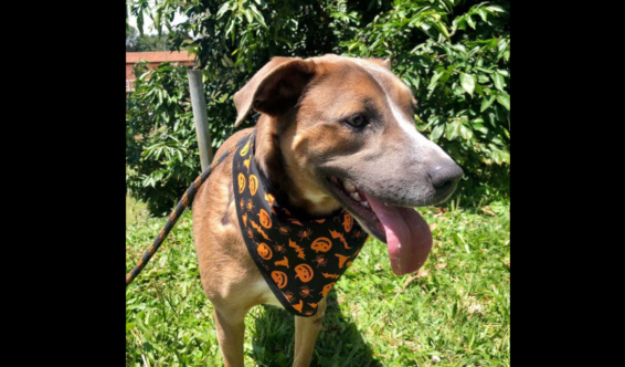 amigo-bicho-e1635351459590
