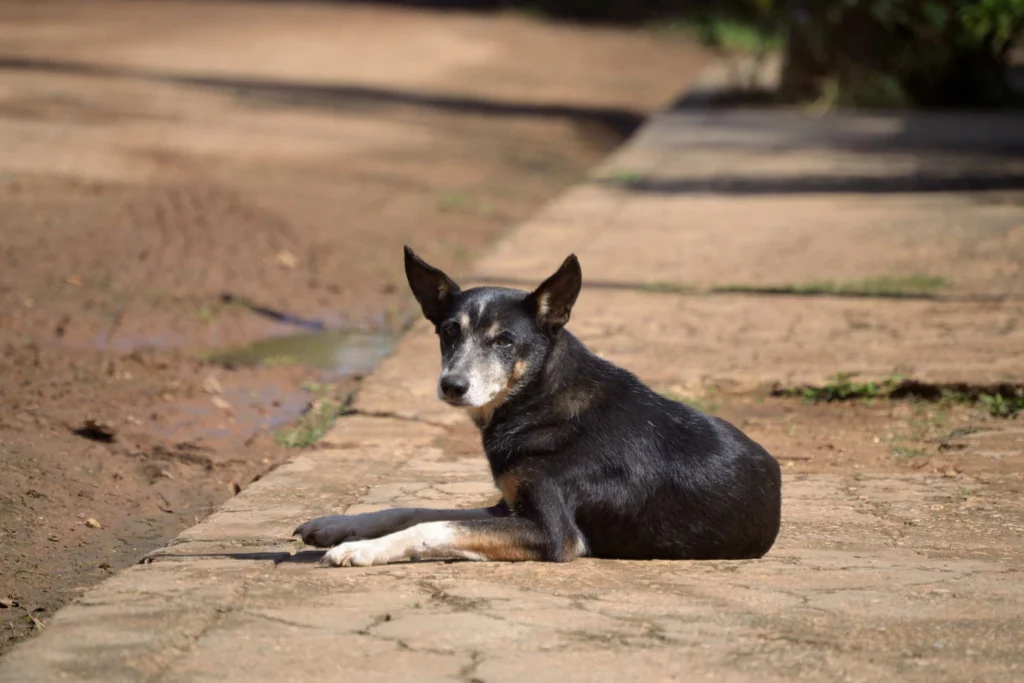 animais-de-rua-sao-jose-dos-pinhais-e-colombo