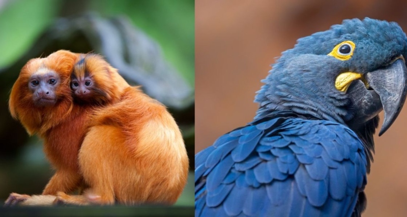animais-traficados-brasil animais-traficados-brasil