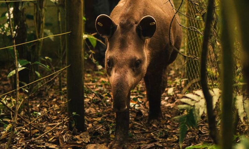 anta_jasmim_e_solta_na_reserva_ecologica_de_guapiacu_para_preservacao_da_especie2910202516-e1626614166435