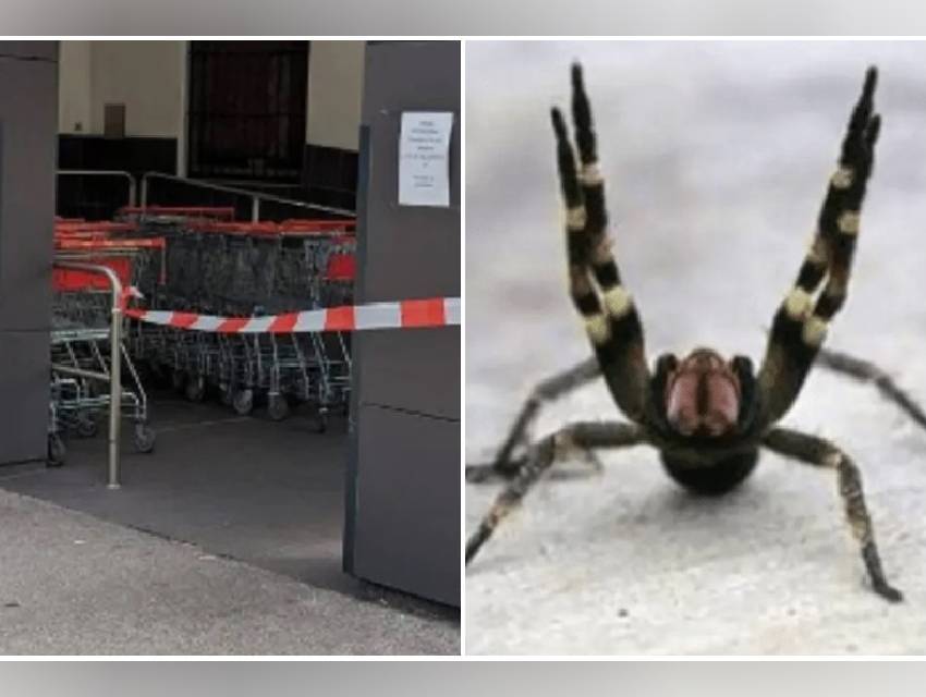 aranha-brasileira-que-causa-erecao aranha-brasileira-que-causa-erecao