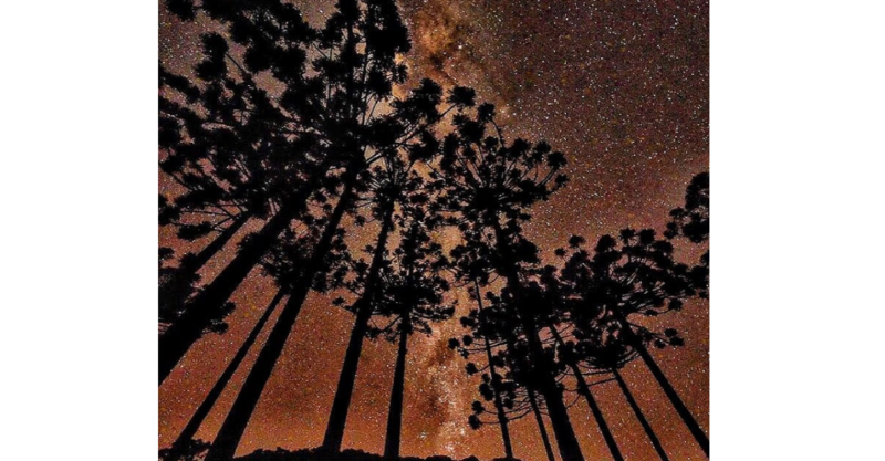 araucaria-e1624560048376