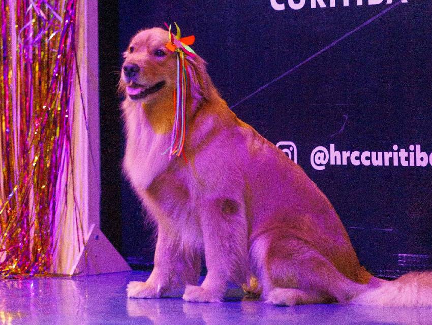 arraia-pet-curitiba