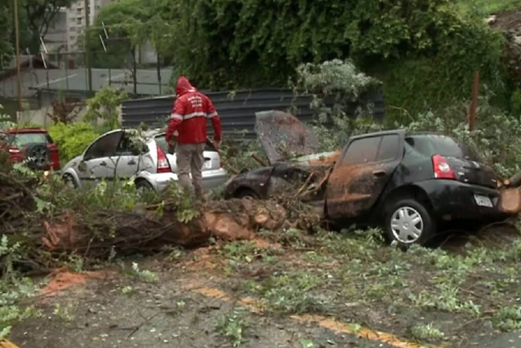 arvore-carros-bigorrilho arvore-carros-bigorrilho