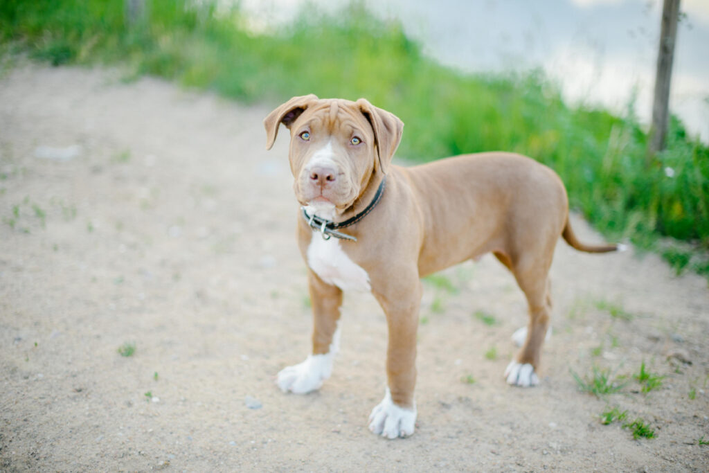 assalto-reboucas-pitbull-roubo