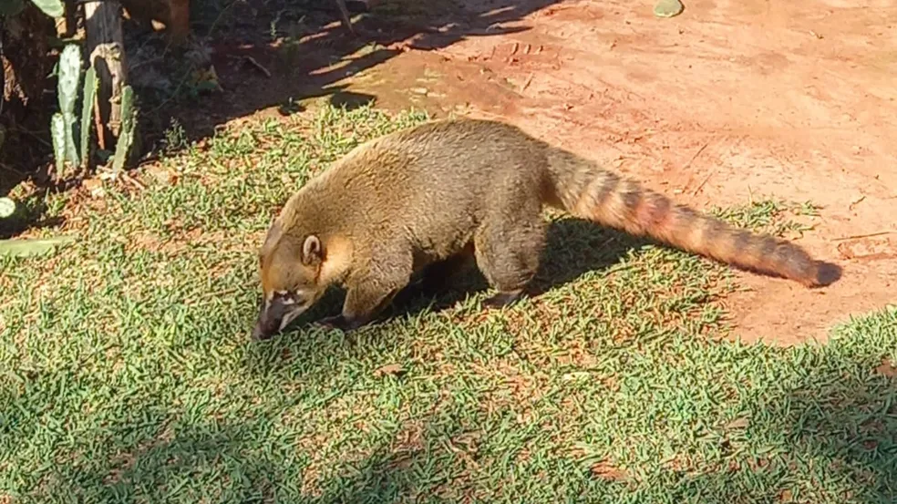 ataque-quati-parana ataque-quati-parana