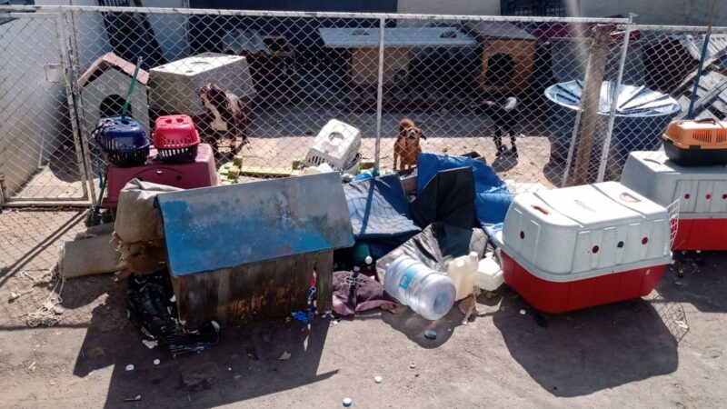 animais-abandonados-curitiba-denuncia