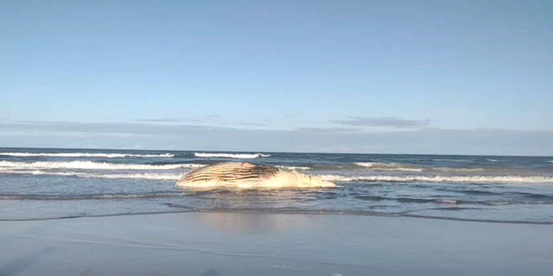 baleia-encalhada-guaratuba-e1661290373752 baleia-encalhada-guaratuba-e1661290373752