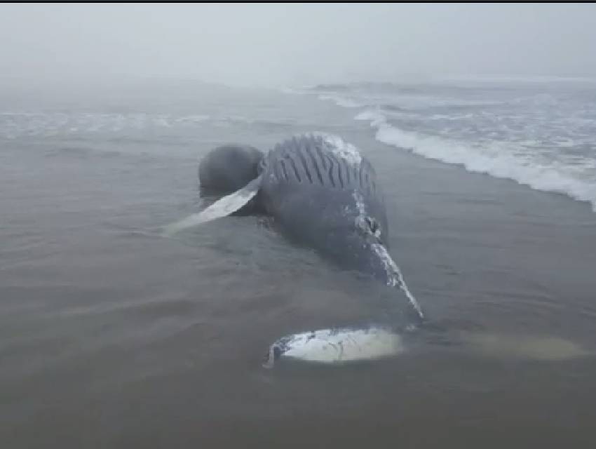 baleia-jubarte-pontal-parana