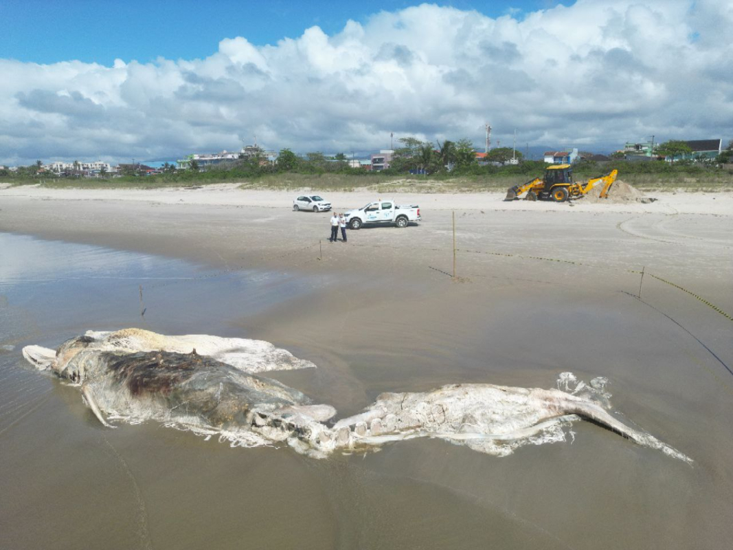 baleia-morreu-pontal-parana