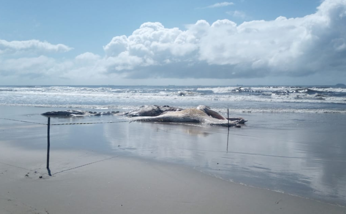 baleia-morta-pontal-parana