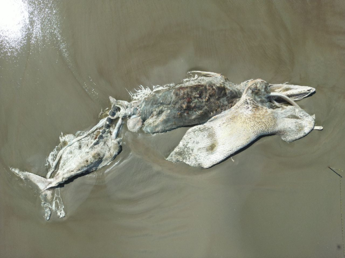 baleia-pontal-parana