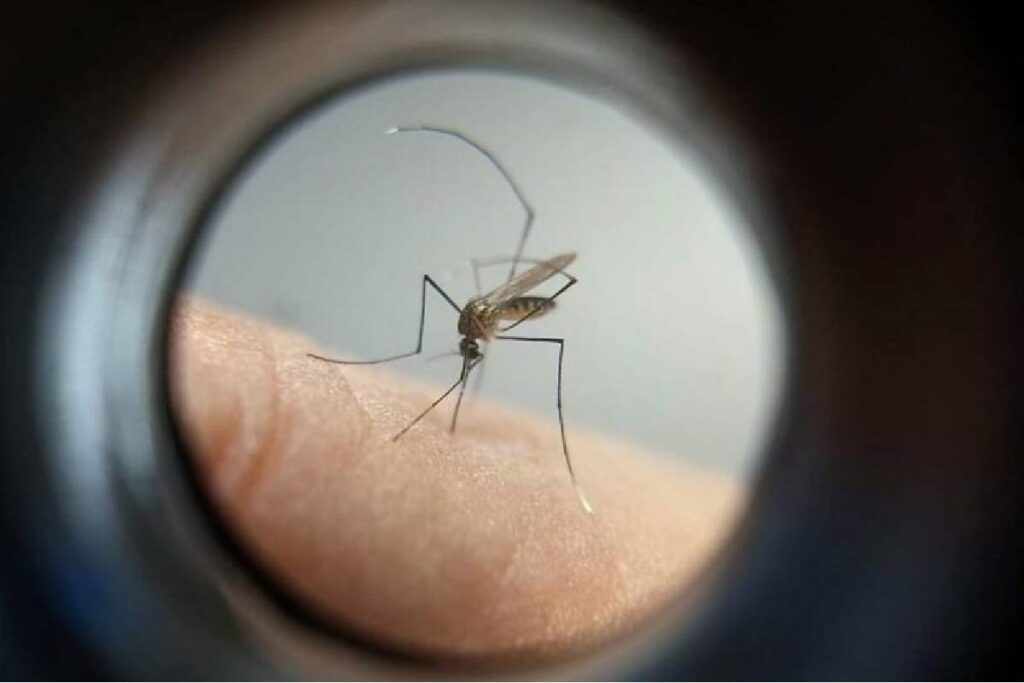 boletim-dengue-no-parana boletim-dengue-no-parana