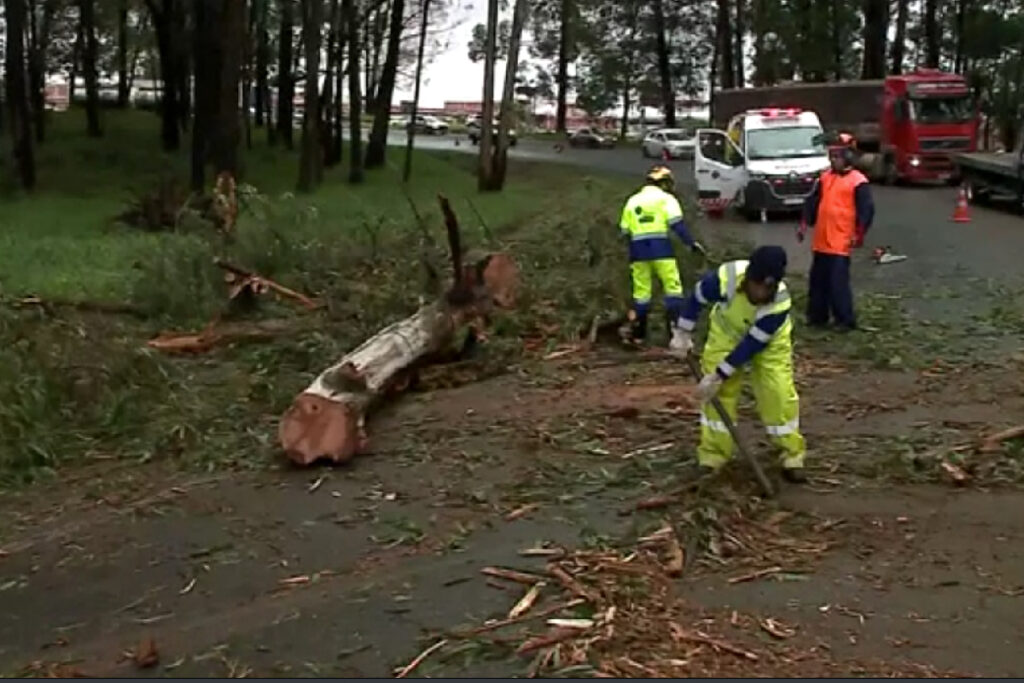 br-376-bloqueada-arvore-queda