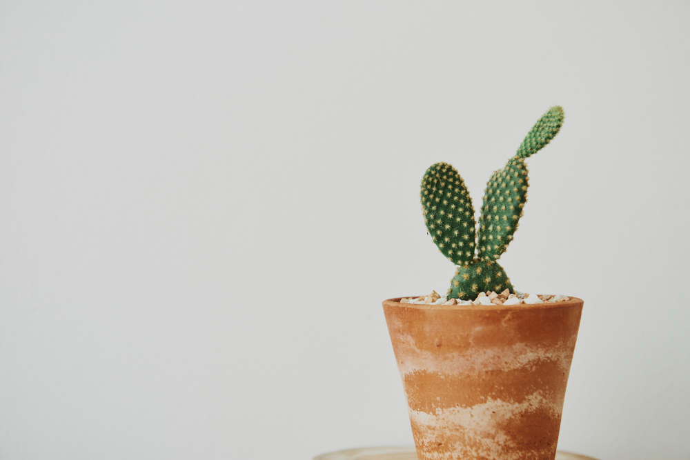 bunny-ear-cactus-in-a-terracotta-pot-with-patina
