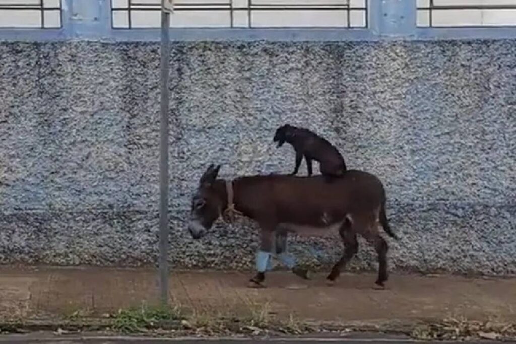 cachorro-andando-em-burro cachorro-andando-em-burro