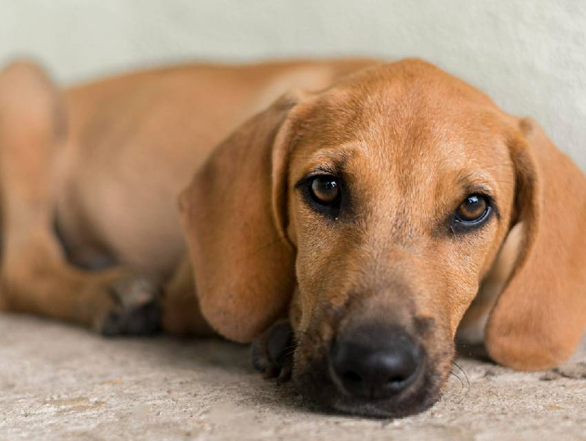 cachorro-juveve-maus-tratos