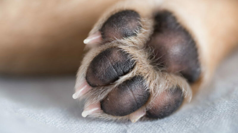 cachorro-maus-tratos-e1634409158793 cachorro-maus-tratos-e1634409158793