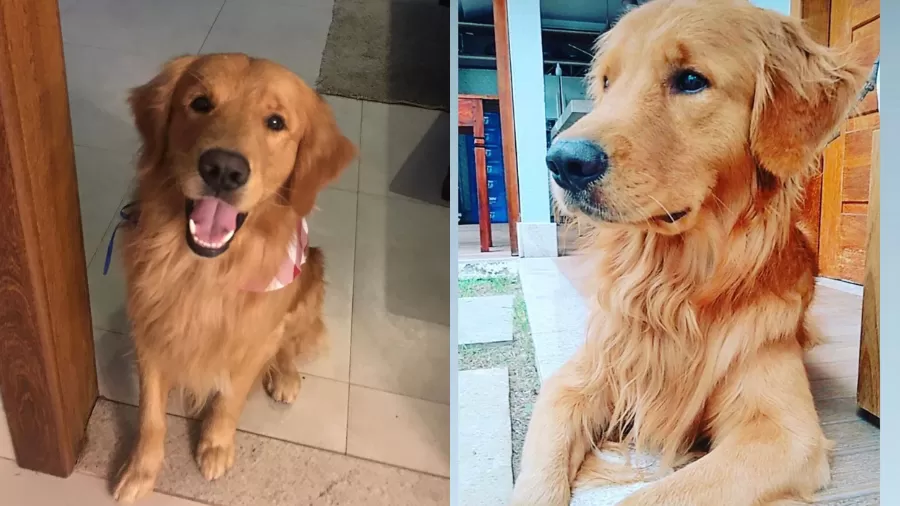 cachorro-morto-policial policial-mata-cachorro-criancas