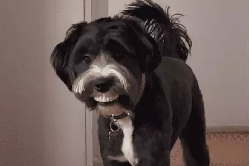cachorro-rouba-dentadura cachorro-rouba-dentadura