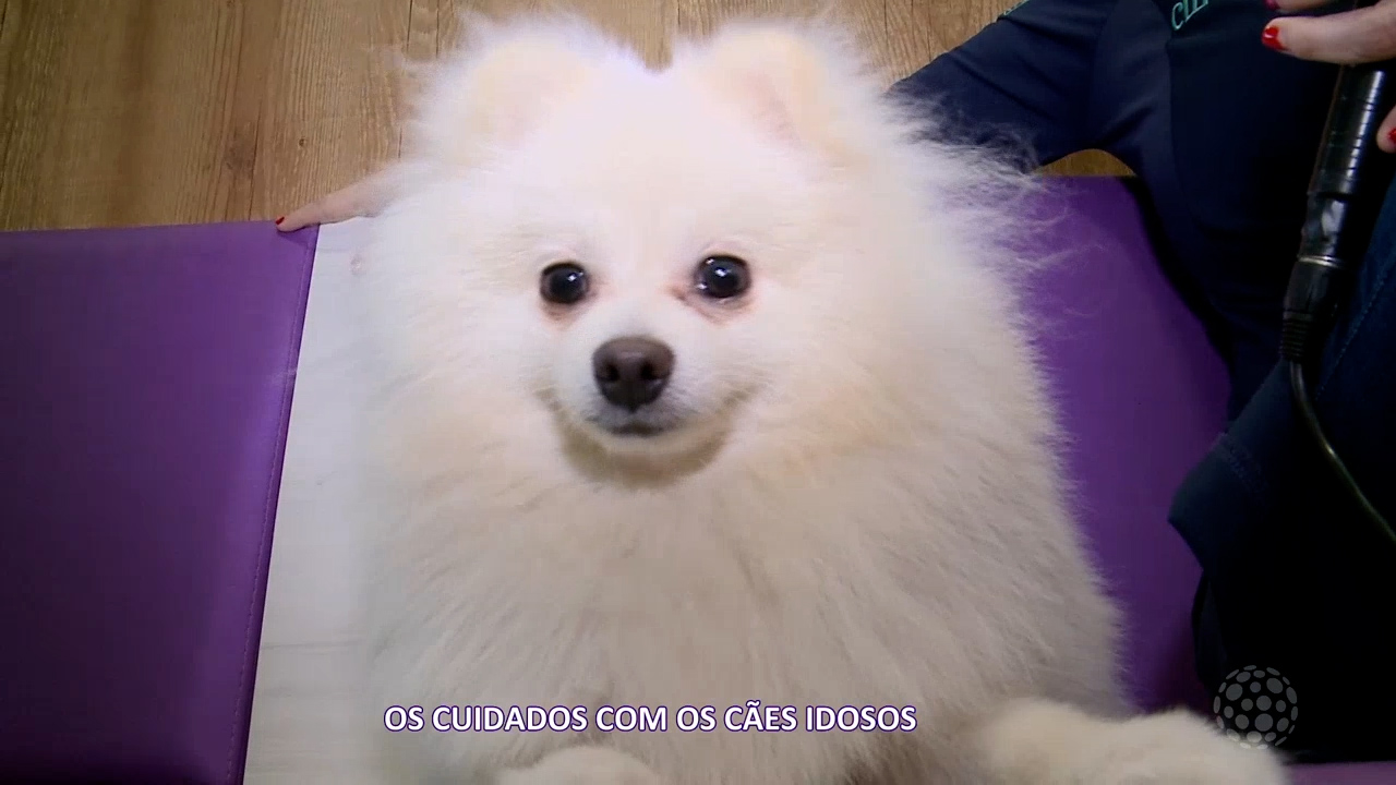cachorro