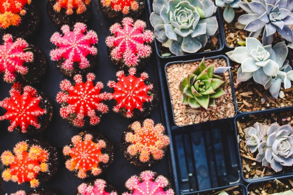 cacti-1845159_1920