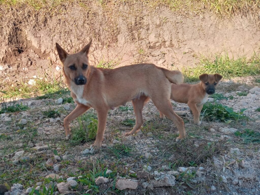 cadela-filhote-saco-plastico-castro