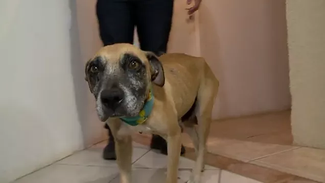 caes-resgatados-curitiba