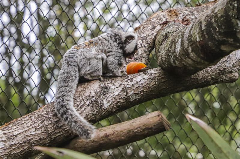 calor-curitiba-zoo
