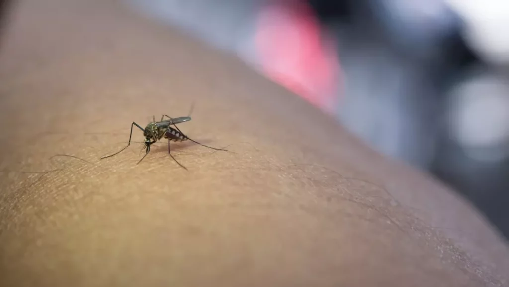 campanha-malaria