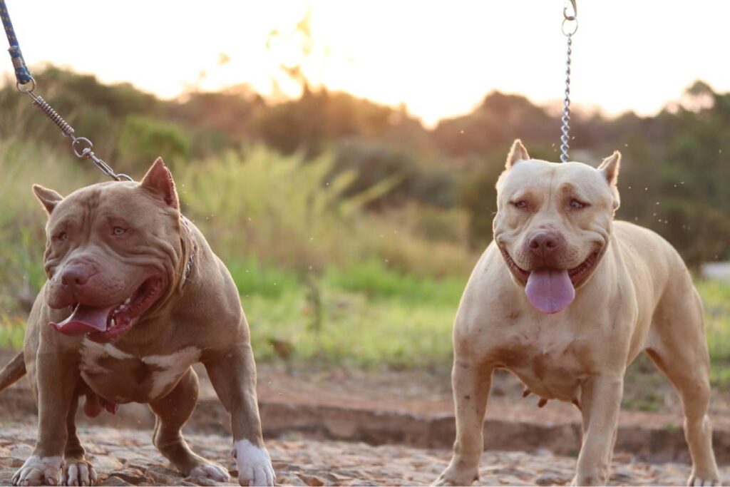 canil-pit-monster-fazenda-rio-grande canil-pit-monster-fazenda-rio-grande