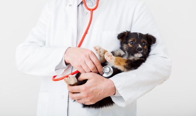 cao-nas-maos-do-medico-veterinario-medico-veterinario-mantem-o-filhote-de-cachorro-na-mao-com-jaleco-branco-com-estetoscopio-animal-de-estimacao-do-bebe-no-check-up-na-clinica-veterinaria_221542-2337 cao-nas-maos-do-medico-veterinario-medico-veterinario-mantem-o-filhote-de-cachorro-na-mao-com-jaleco-branco-com-estetoscopio-animal-de-estimacao-do-bebe-no-check-up-na-clinica-veterinaria_221542-2337