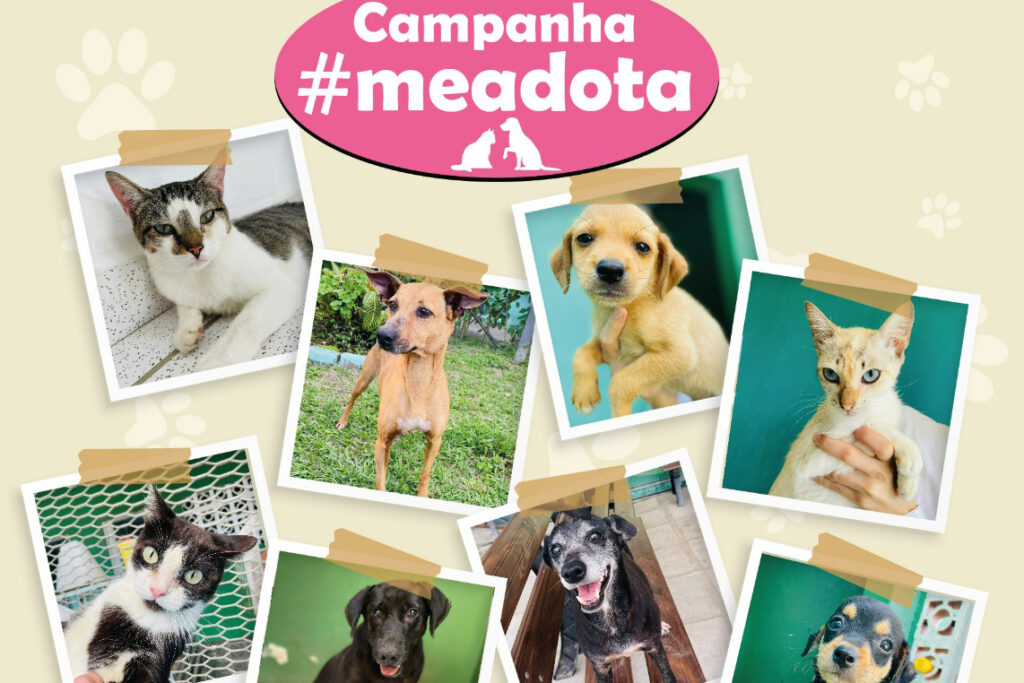 Portos do Paraná promove campanha #meadota no Dia Mundial dos Animais de Rua –
