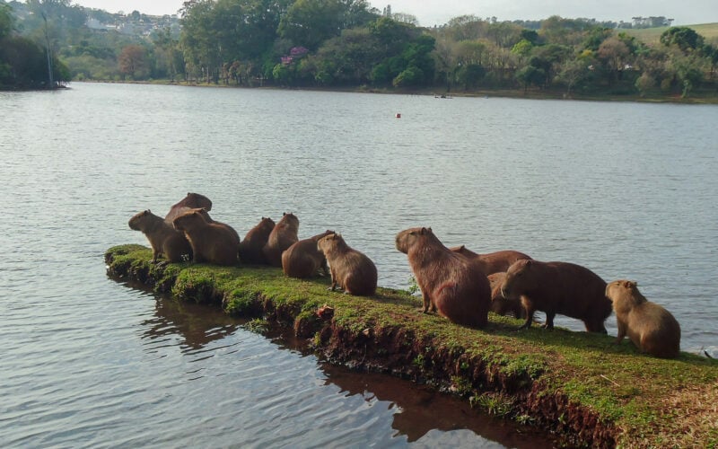 capivara-apucarana-e1634251397735
