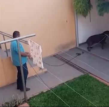 capivara-invade-casa-parana