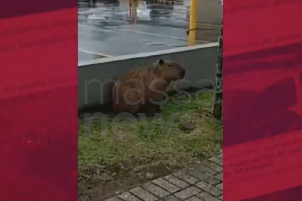 capivara-mcdonalds-curitiba capivara-mcdonalds-curitiba