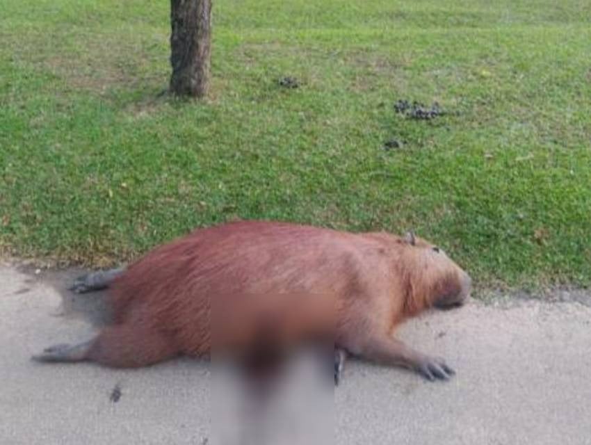 capivara-morta-barigui capivara-morta-barigui