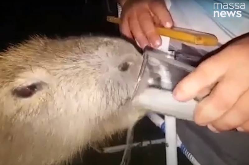 capivara capivara