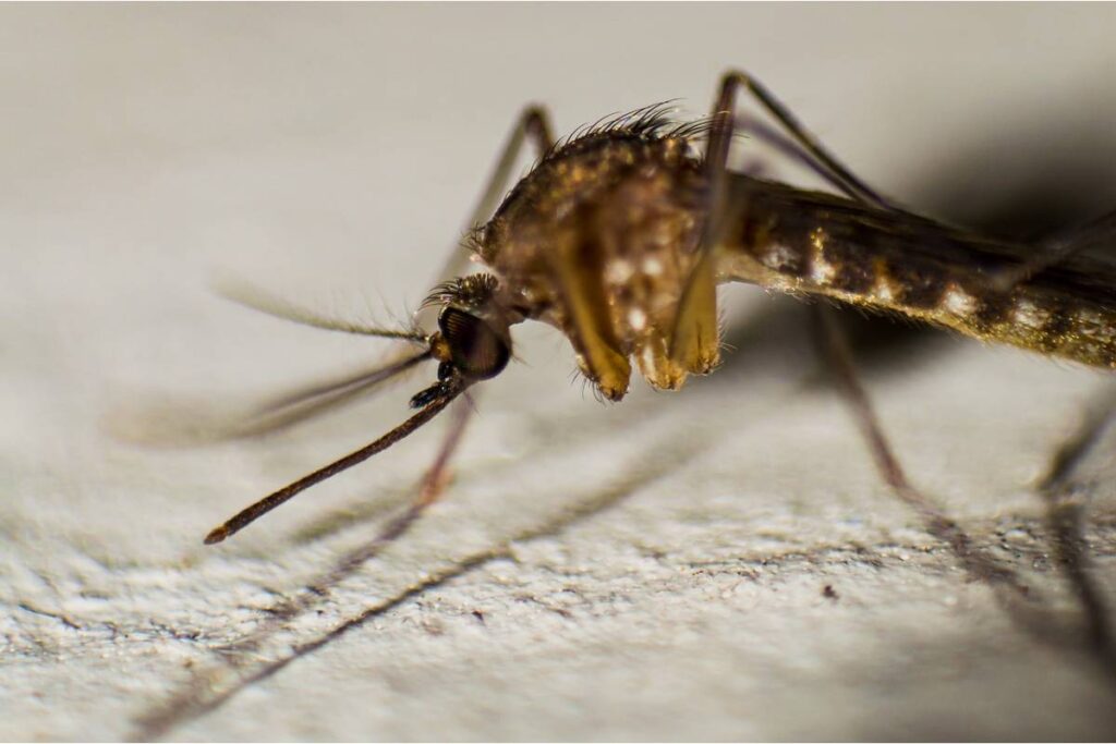 casos-de-dengue-no-parana casos-de-dengue-no-parana