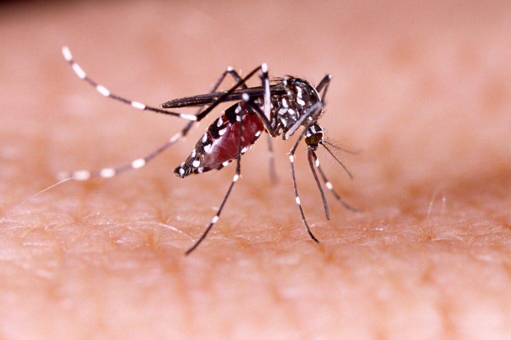 casos-de-dengue-parana casos-de-dengue-curitiba