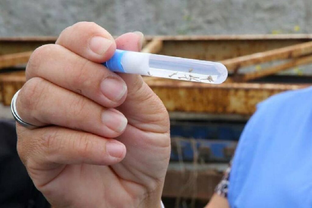 casos-dengue-parana-cidades casos-dengue-parana-cidades